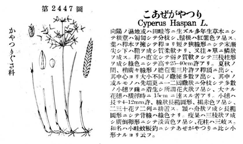 植物図鑑