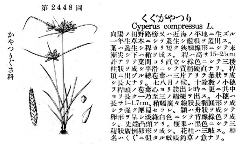 植物図鑑