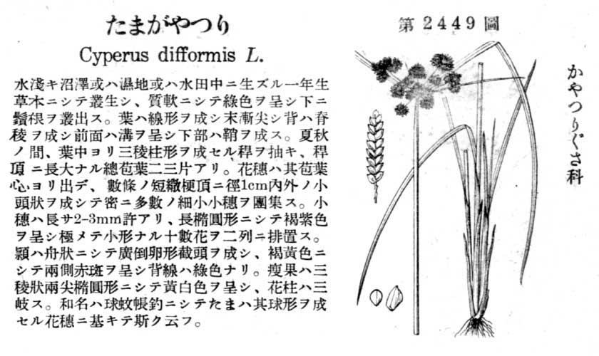 植物図鑑