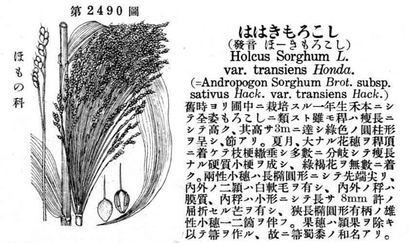 植物図鑑