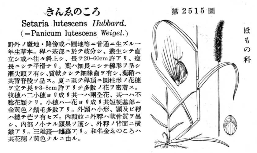 植物図鑑