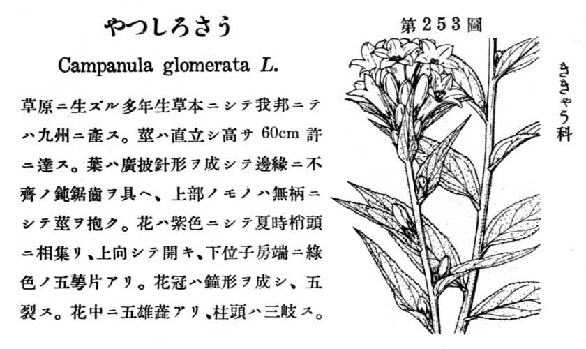 植物図鑑