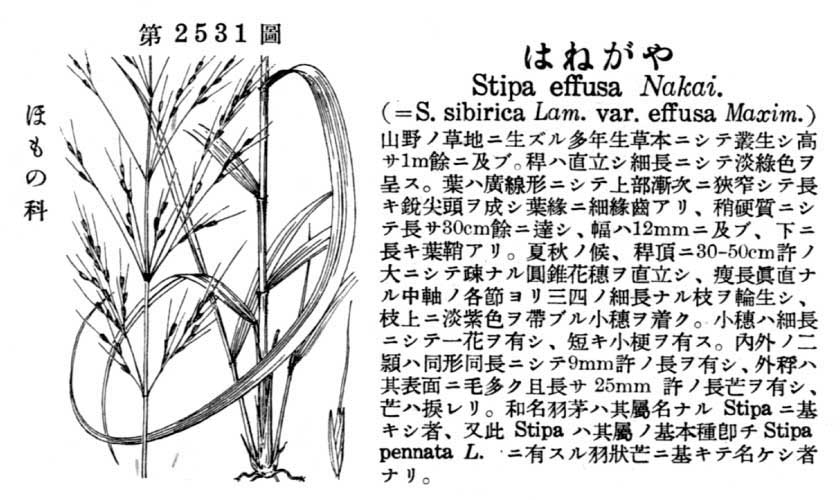 植物図鑑