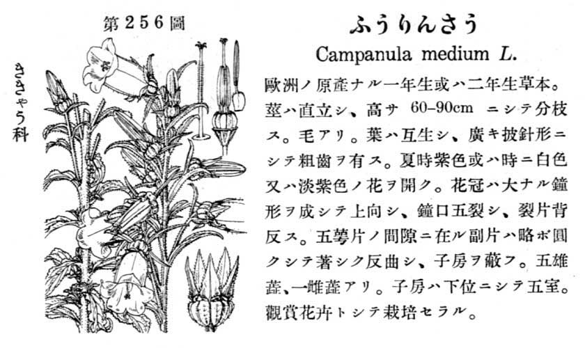 植物図鑑