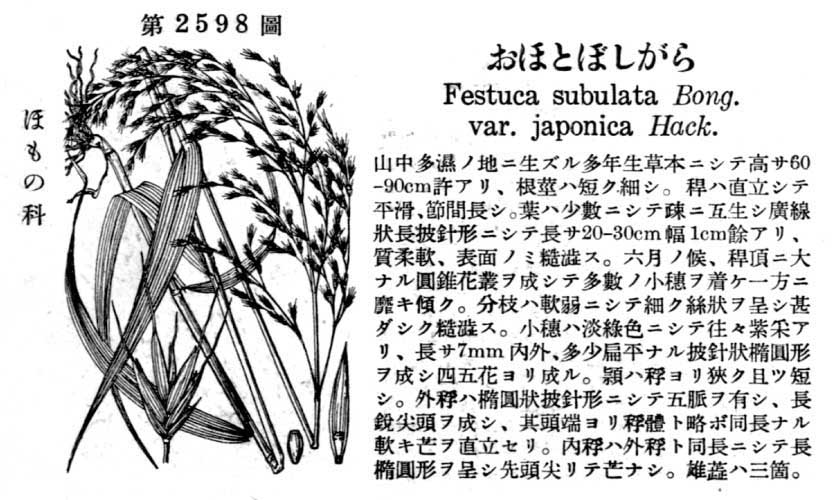 植物図鑑