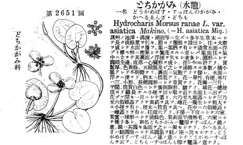 植物図鑑