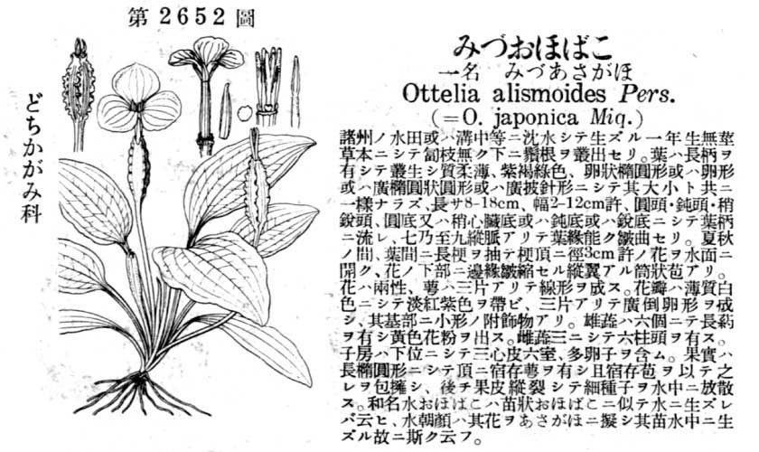 植物図鑑