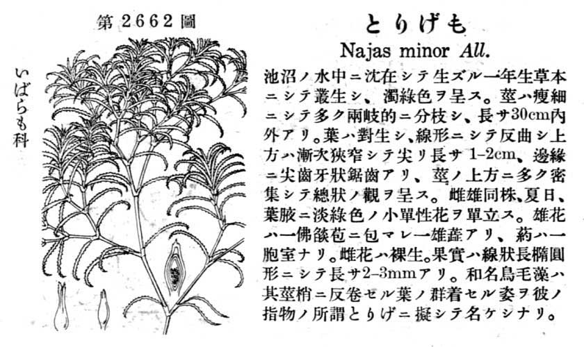 植物図鑑