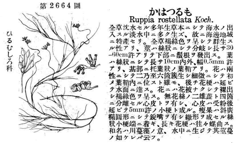 植物図鑑