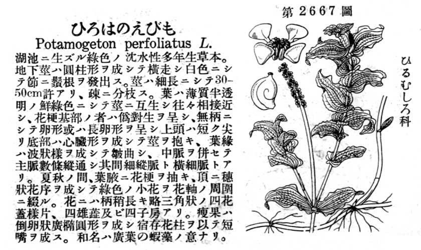 植物図鑑