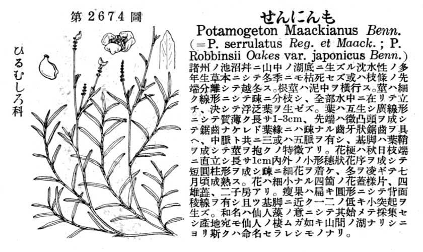 植物図鑑