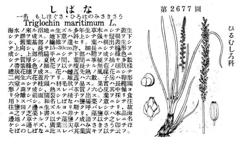 植物図鑑