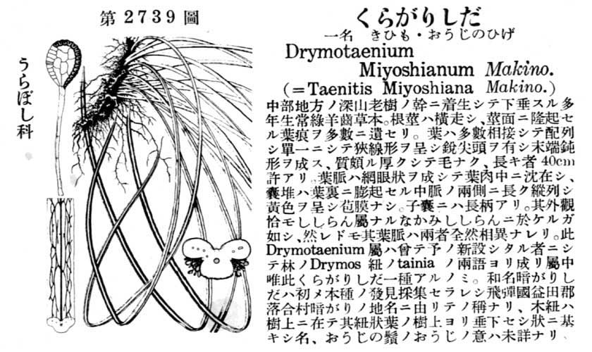 植物図鑑