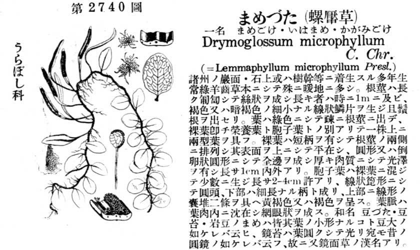 植物図鑑