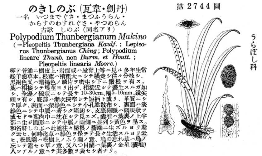 植物図鑑