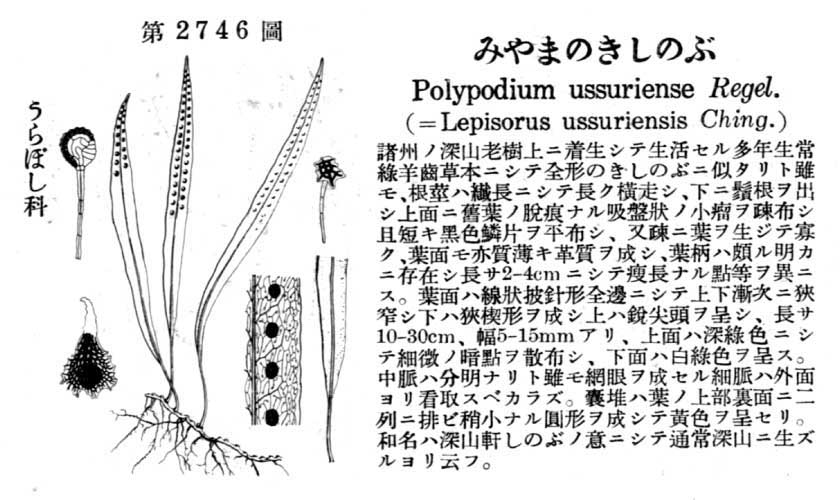 植物図鑑