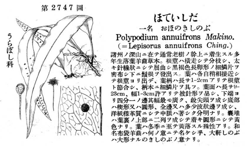 植物図鑑