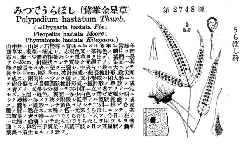 植物図鑑