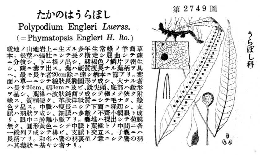 植物図鑑