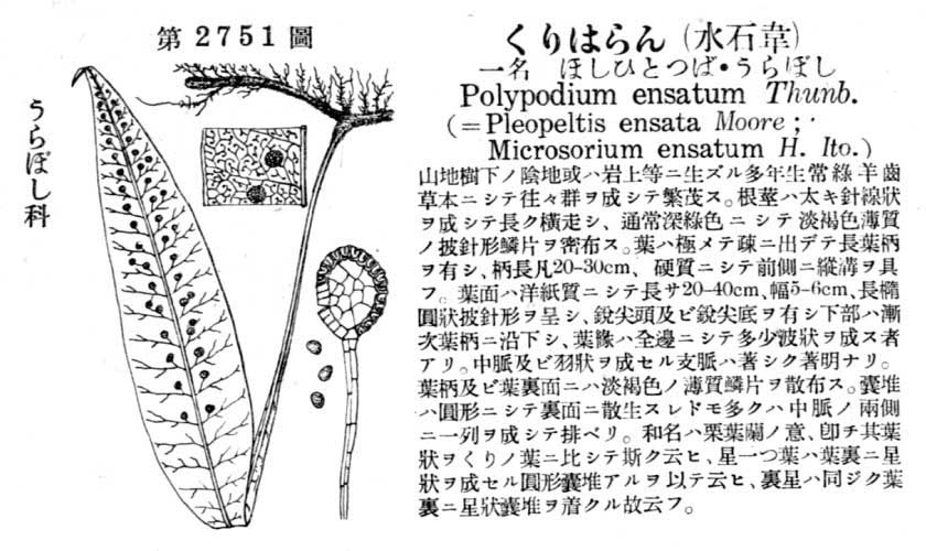 植物図鑑