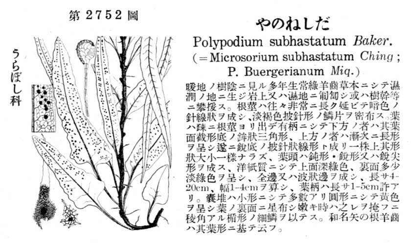 植物図鑑