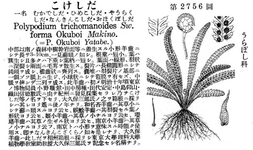 植物図鑑