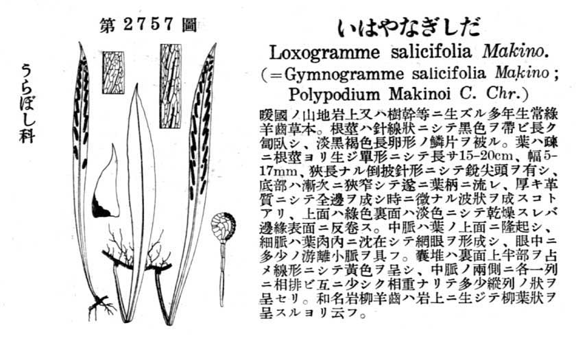 植物図鑑