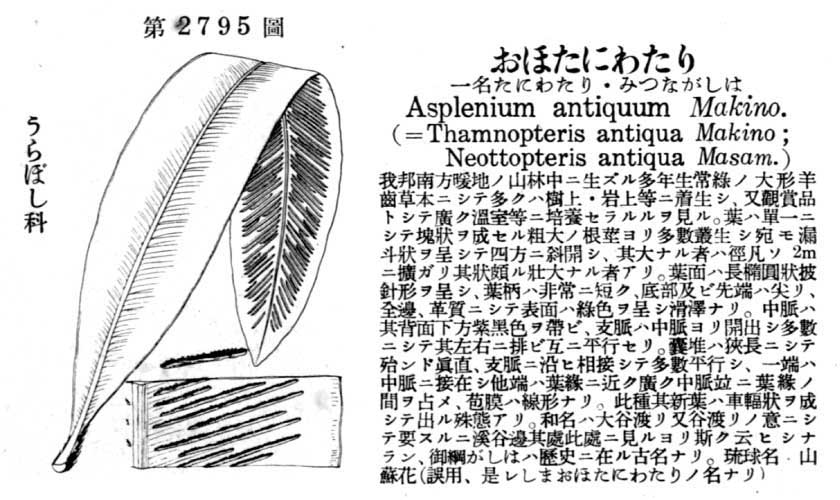 植物図鑑