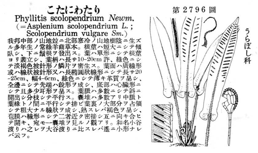 植物図鑑