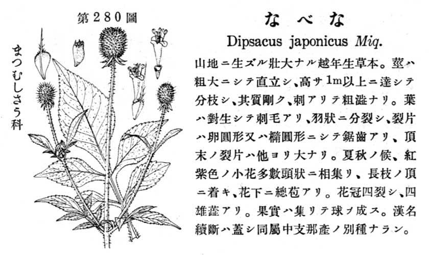 植物図鑑