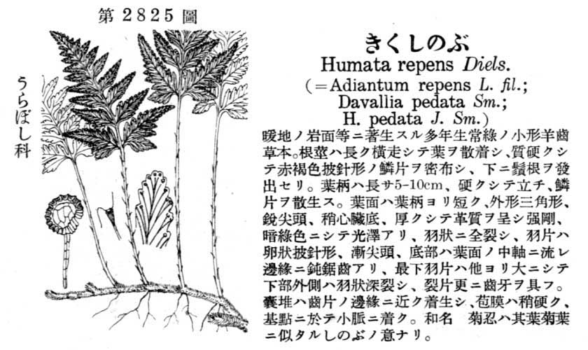 植物図鑑