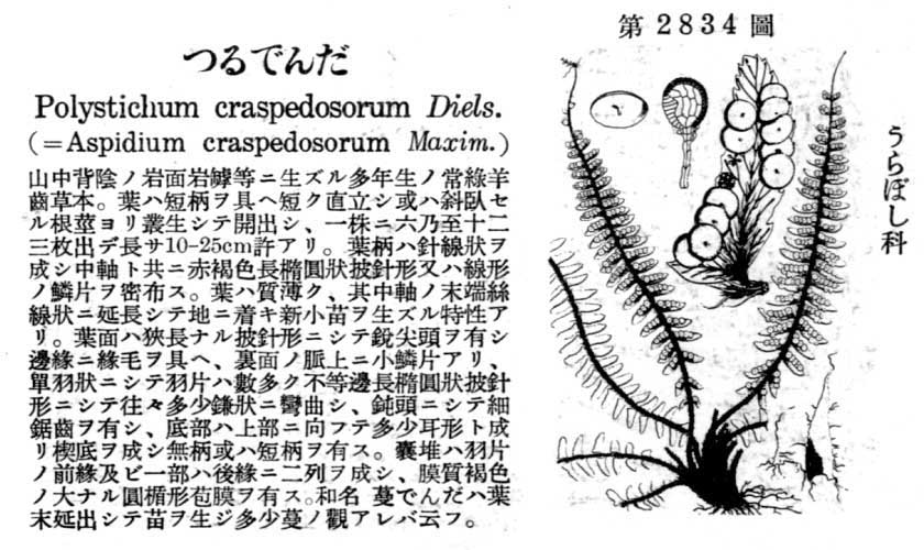 植物図鑑