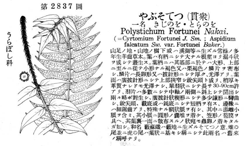 植物図鑑