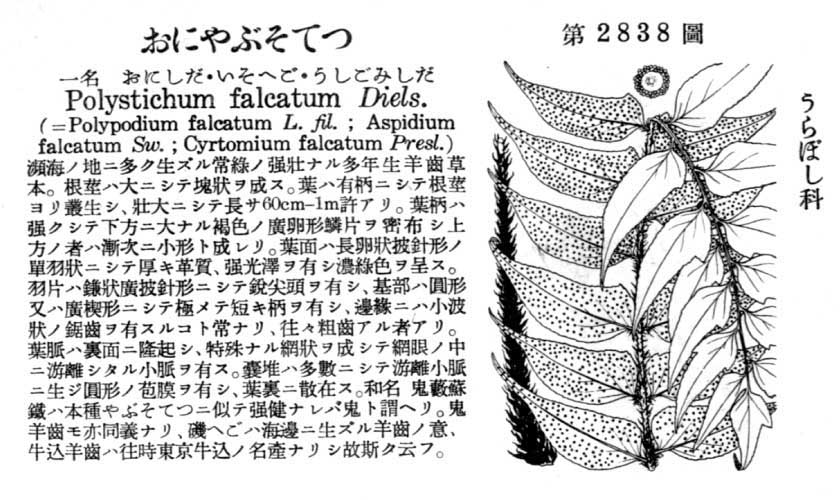 植物図鑑