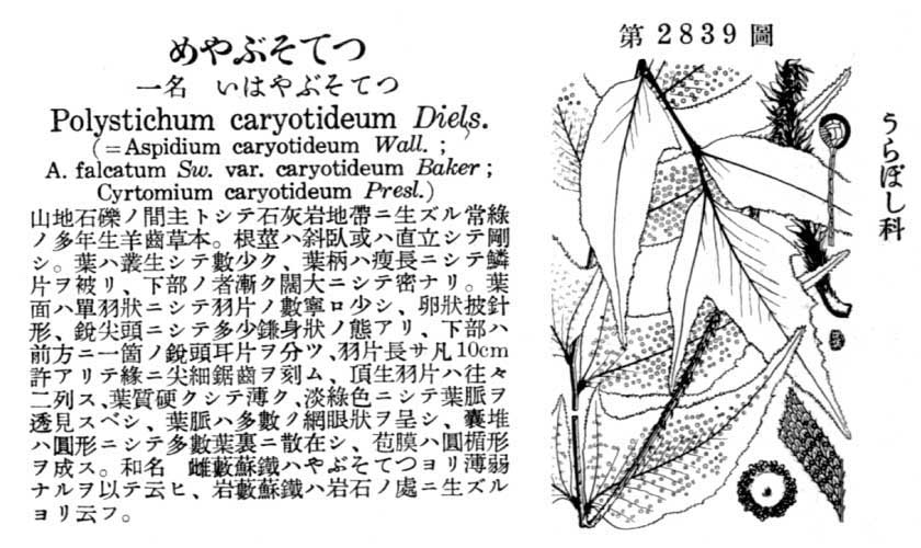 植物図鑑