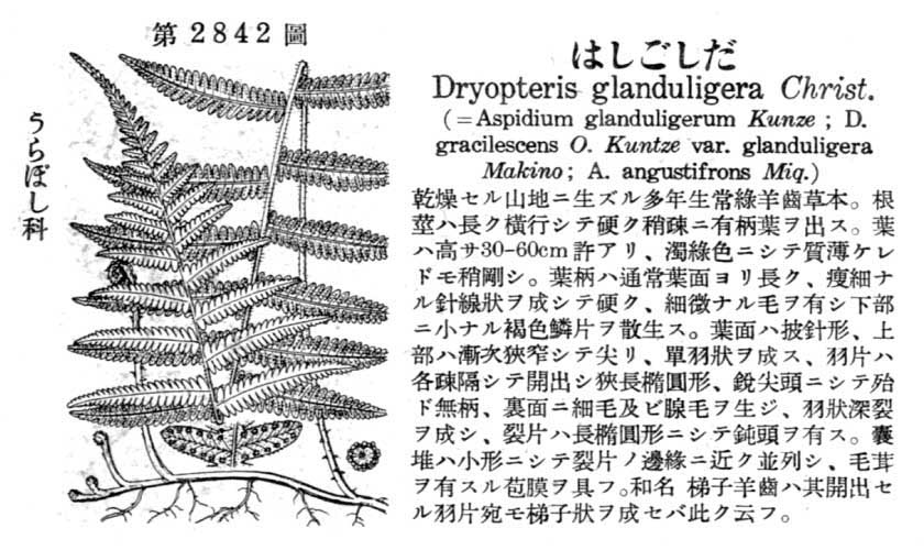 植物図鑑