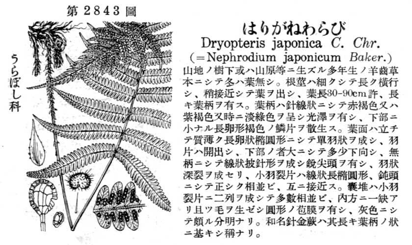 植物図鑑