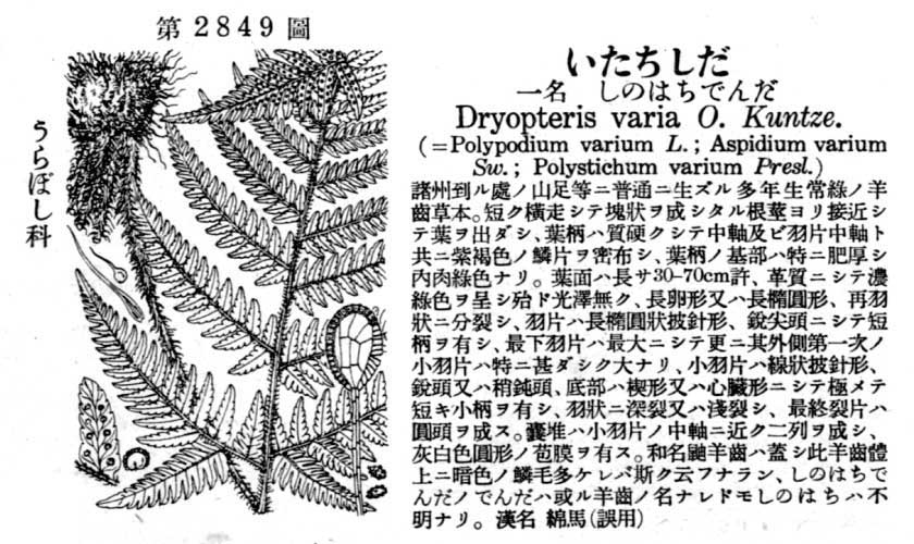 植物図鑑