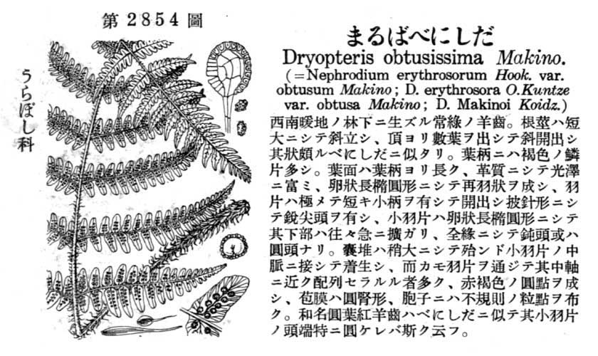 植物図鑑