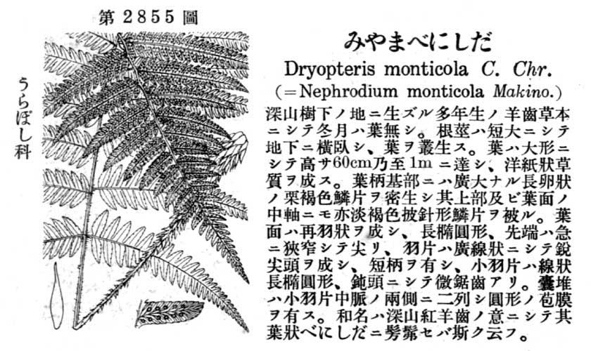 植物図鑑