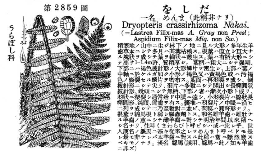 植物図鑑