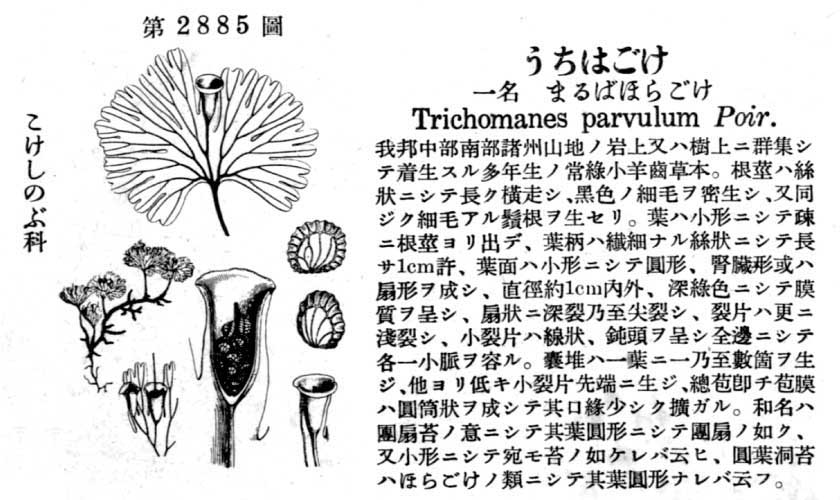 植物図鑑