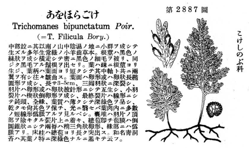 植物図鑑