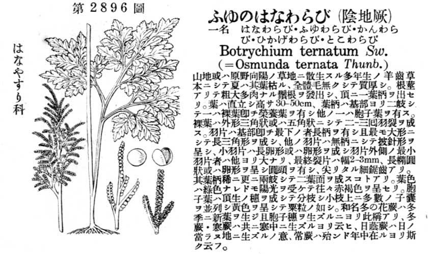 植物図鑑