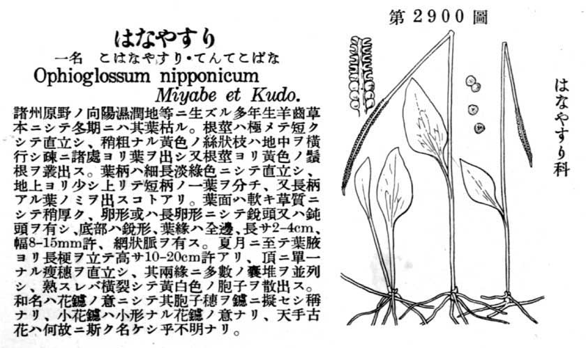 植物図鑑