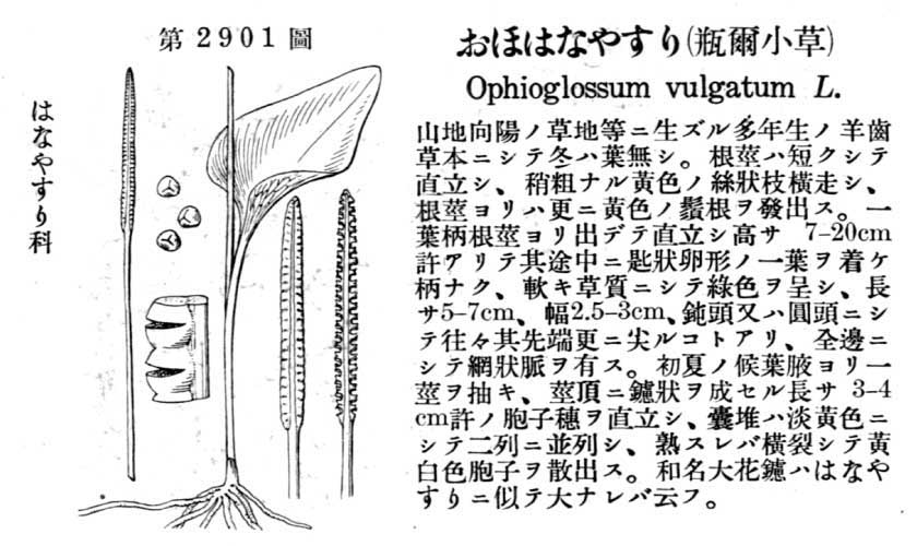 植物図鑑