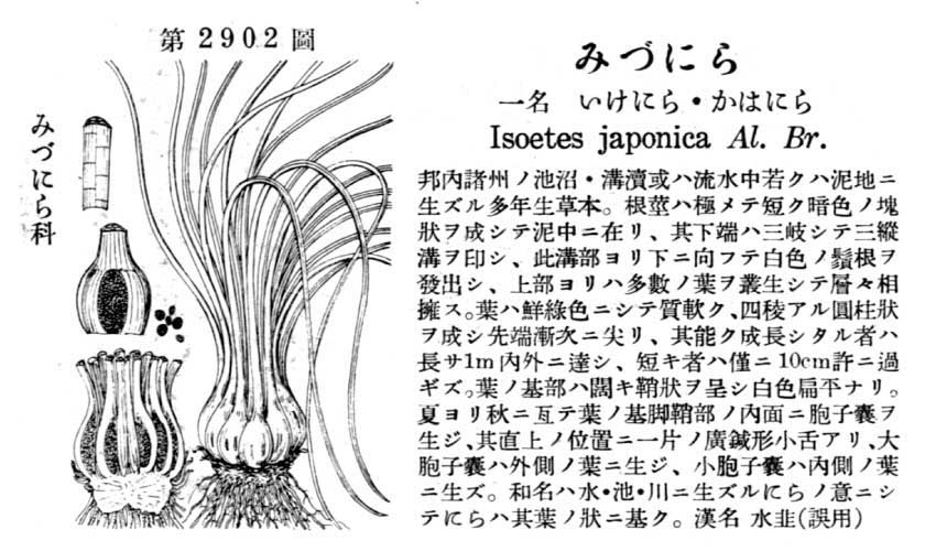 植物図鑑