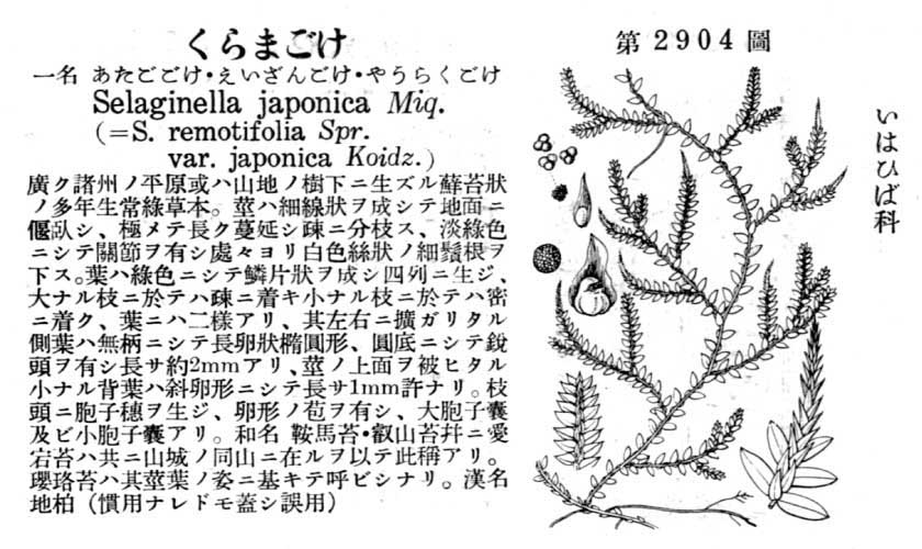 植物図鑑