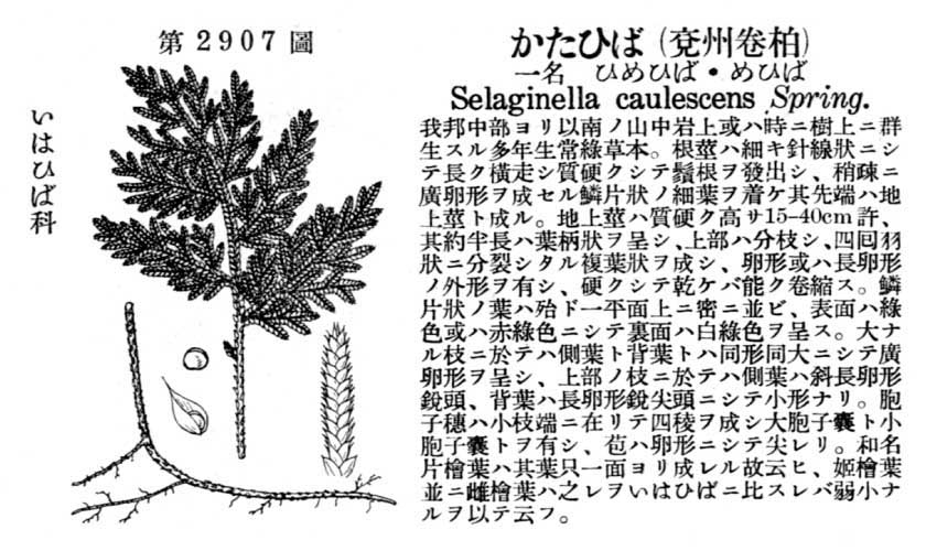 植物図鑑