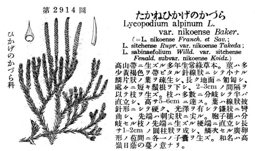 植物図鑑